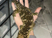 3 year old leachie female (nu ana) well handled and rtb