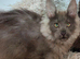 Blue Smoke Maine Coon Boy.