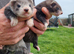 Kits to be born on the 10/06 from Black self mum - sired silver semi angora hob