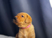 Kc registered fox red Labradors