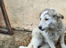 NALA – The Little Survivor Who Never Gave Up