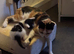 5 Kittens For Sale - Ready 14th may