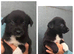 Boarder Collie Puppies Looking For A New Home