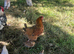 Bantum dorking cross and 3 chicks