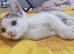 Beautiful female kitten