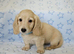 Clear cream miniature long haired dachshund