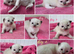 RAGDOLLS KITTENS /Reservation Open.