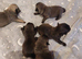 Puppy's