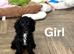 Gorgeous cockapoo puppies girls and boys available
