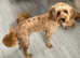Cavapoo boy for stud