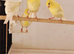 Native Finches & Canaries