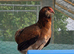 Rumpless Araucana Trio