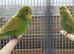 baby budgies for sale