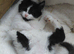 3 lovely mixed breed kittens for sale...black boy sold!