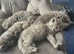 British longhair kittens