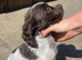 Female cocker spaniel puppy Vet checked