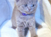 Beautiful British Shorthair Kittens- Ready to Reserve