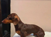Experienced Choc & Tan Mini - KC Reg & DNA CLEAR