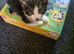 2 kittens available next week