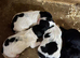 Sprocker pups