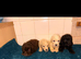 Cockerpoo