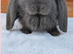 Beautiul French Lops
