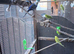 Budgies for sale various colours