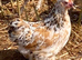Millefleur Pekins girls for sale