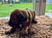 Rhodesian Ridgeback Pups