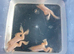 African albino claw frogs