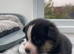 Pomchi jacks 3 male