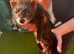 Black ferret