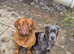 8 month old female cane corso D.O.B 05.09.2025