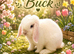 Mini lop Buck
