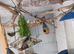 10 zebra finches for sale