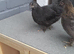 Mix bantam chickens