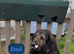 Cane Corso Cross