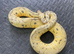 Pastel spotnose female