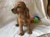 3 adorable showtype cocker spaniel boys