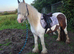 Mare with colt foal at foot