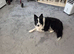 Border collie