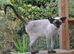 Adult Siamese Girl is looking for home