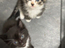 8 week old mixed tabby/domestic kittens