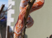 Female corn snakes