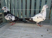 Racing pigeons