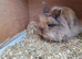 Female rabbit