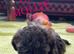 Two Adorable Shihpoo puppies