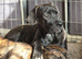 5 BEAUTIFUL CANE CORSO PUPPIES