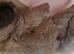Amazing k.c registered chow chow puppies