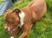 American bulldog cross